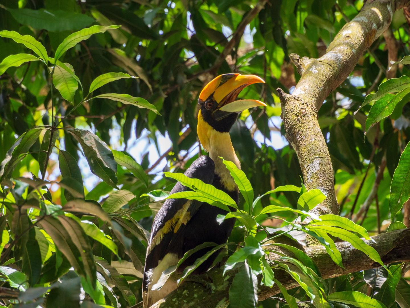Le Taman Negara — photo 3