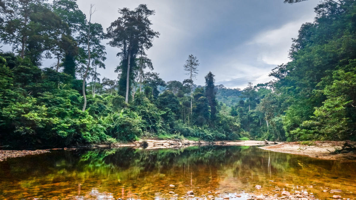 Taman Negara: Teresek Hill and Lata Berkoh