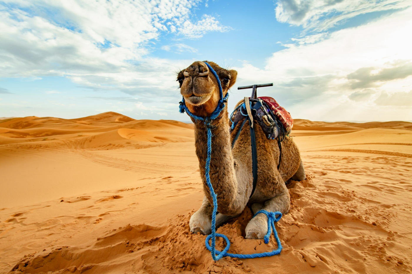 Morocco: Desert, Riad and Kasbah by Private 4x4