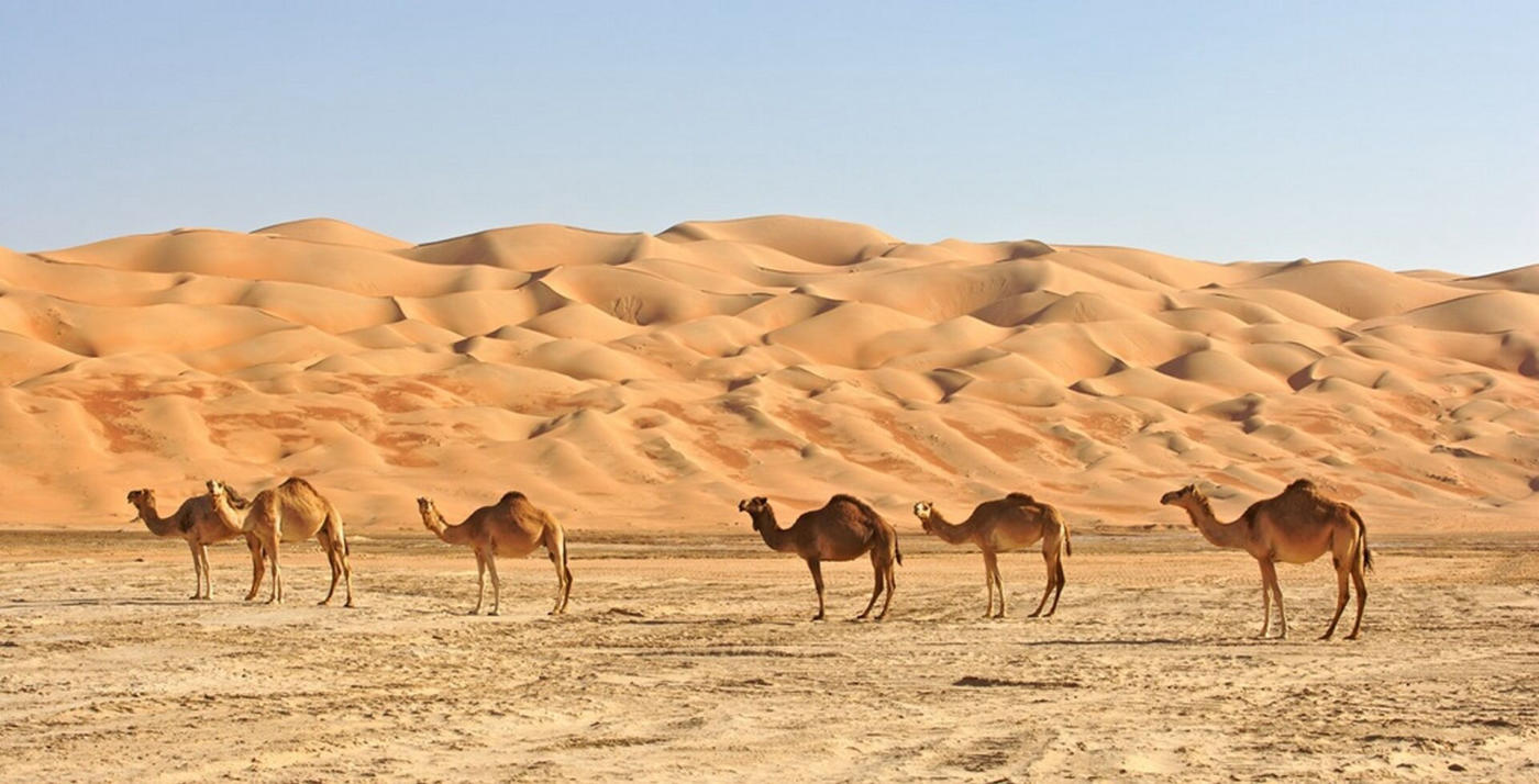 The desert and the coast — photo 1