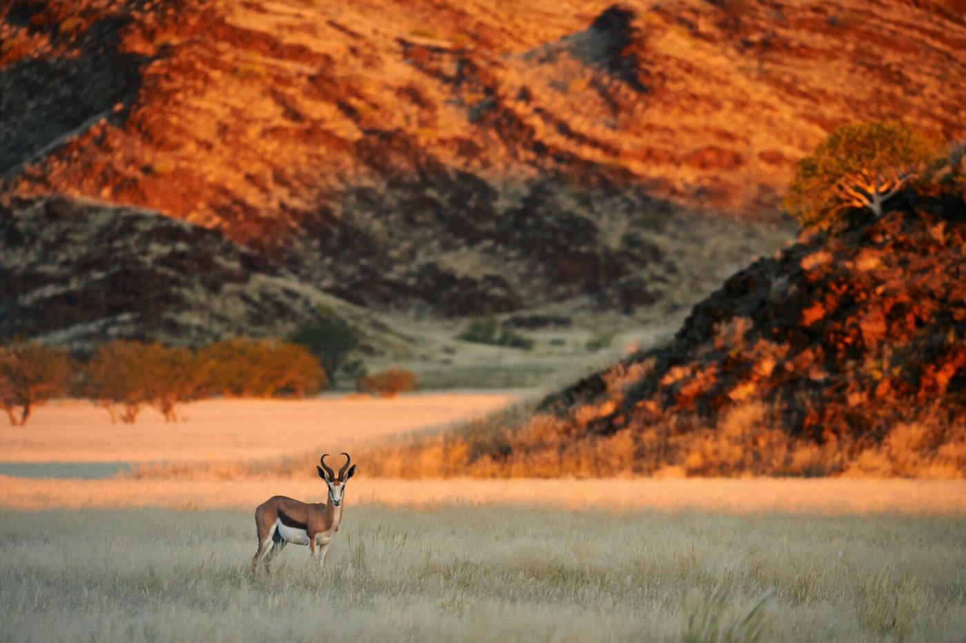 Namibia en 4x4 y grupo reducido: Etosha, elefantes del desierto y Sossusvlei