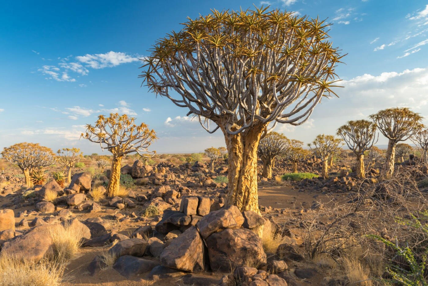 El Namib – Windhoek