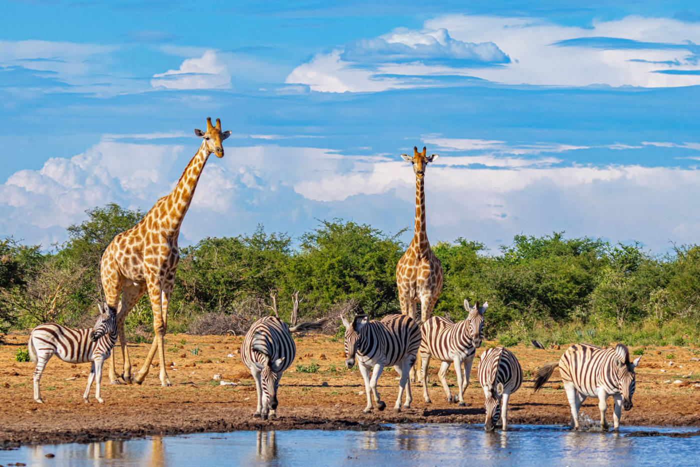 Windhoek – Etosha y primer safari