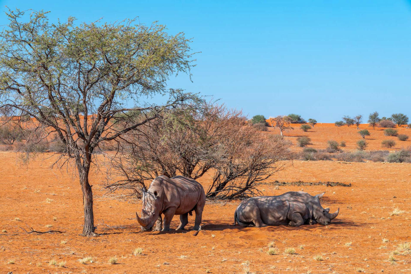 Etosha — photo 4