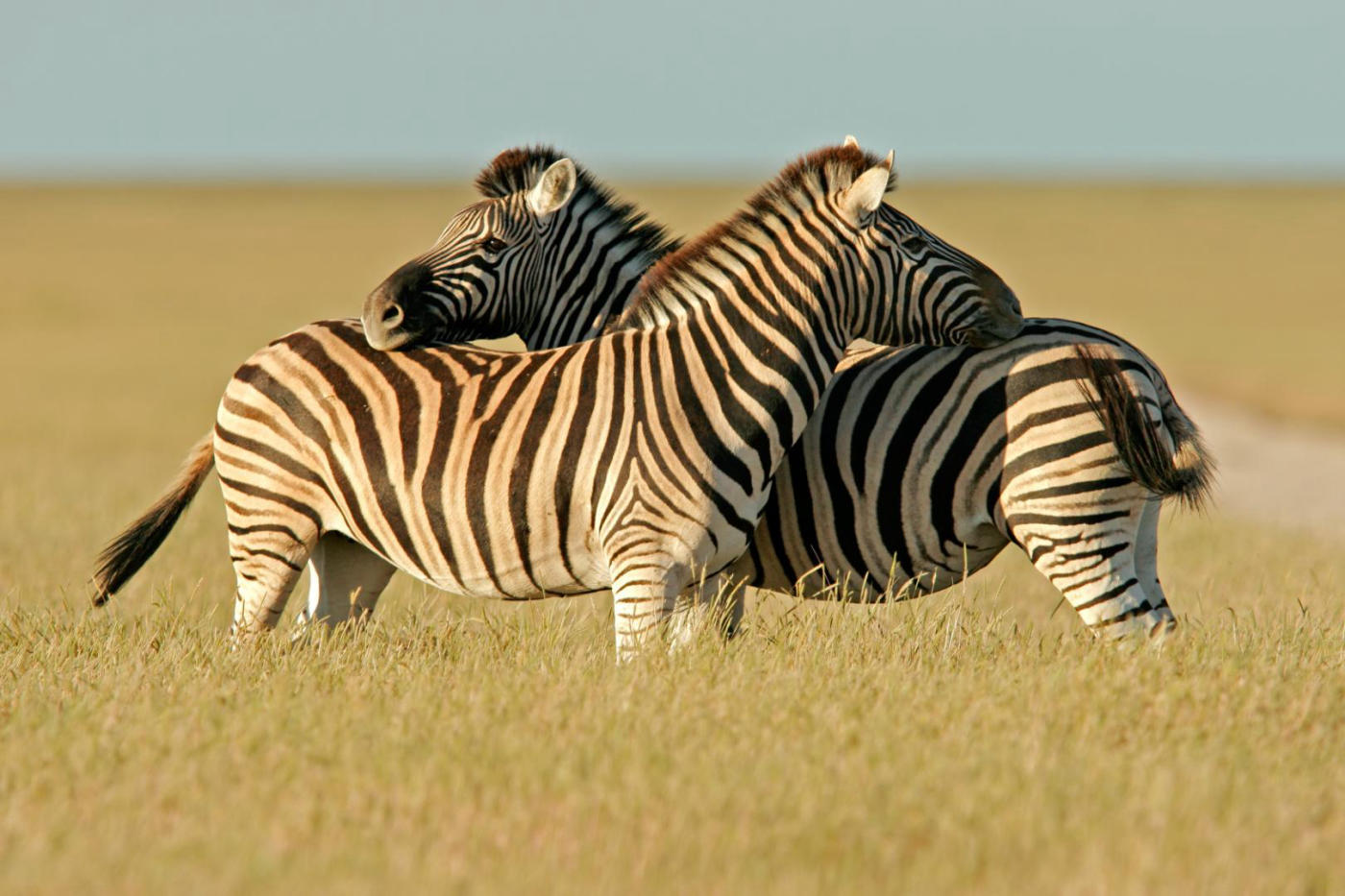 Etosha centro y sur – Okaukuejo
