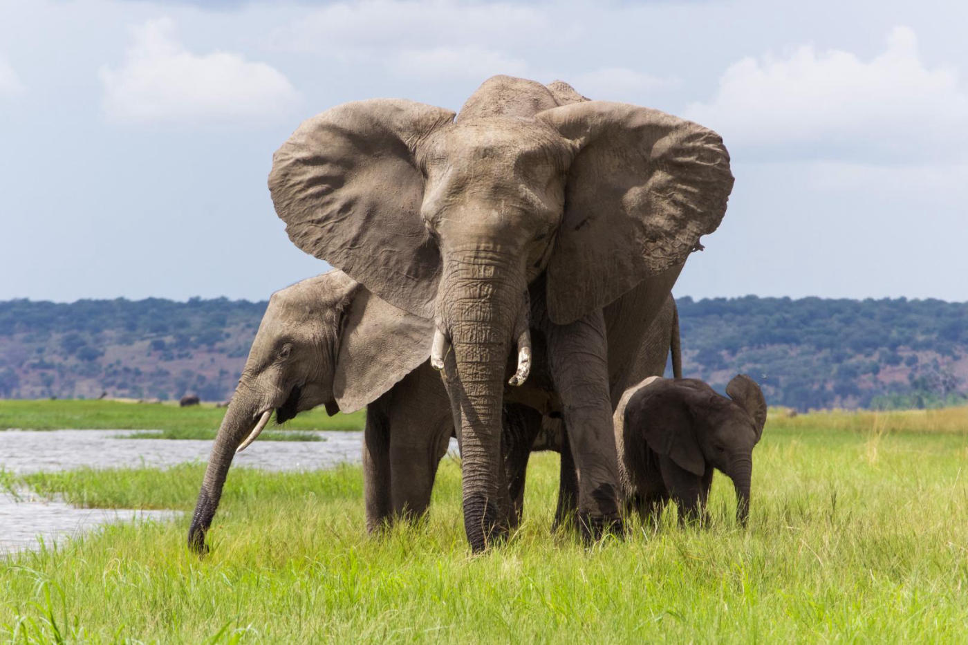 Safari en Chobe – Kongola