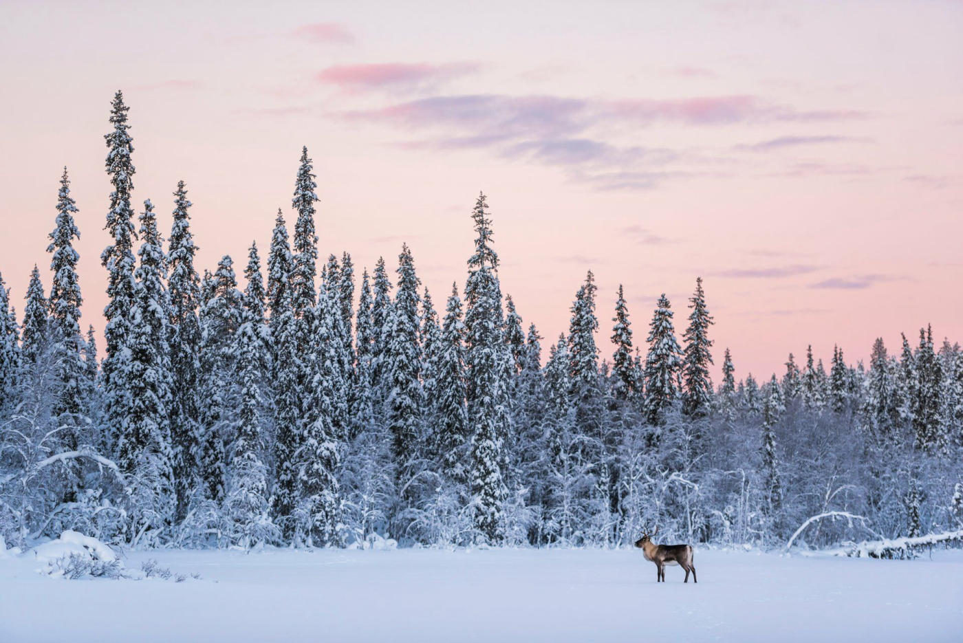 Arrival in Rovaniemi