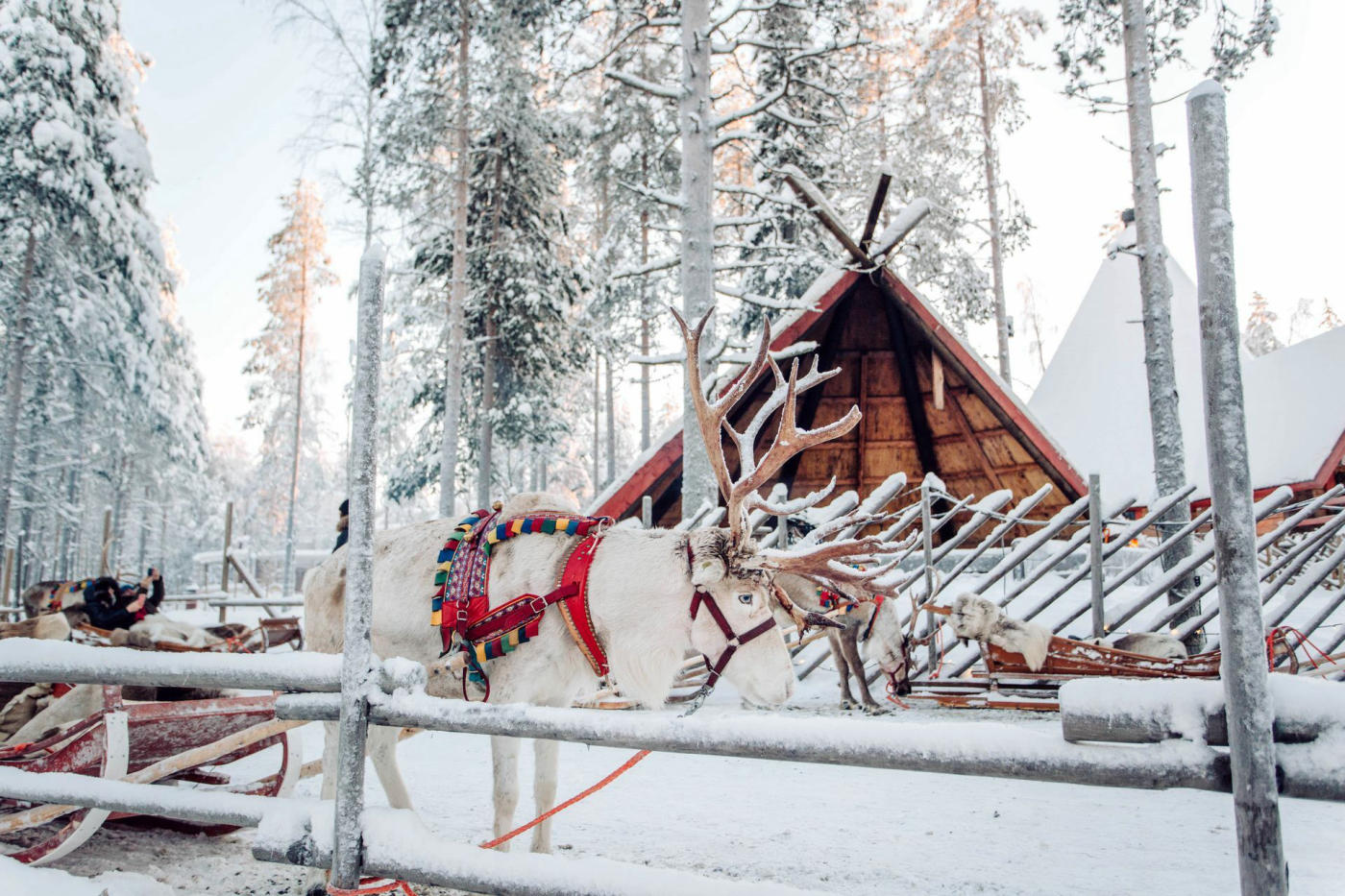 Reindeer farm