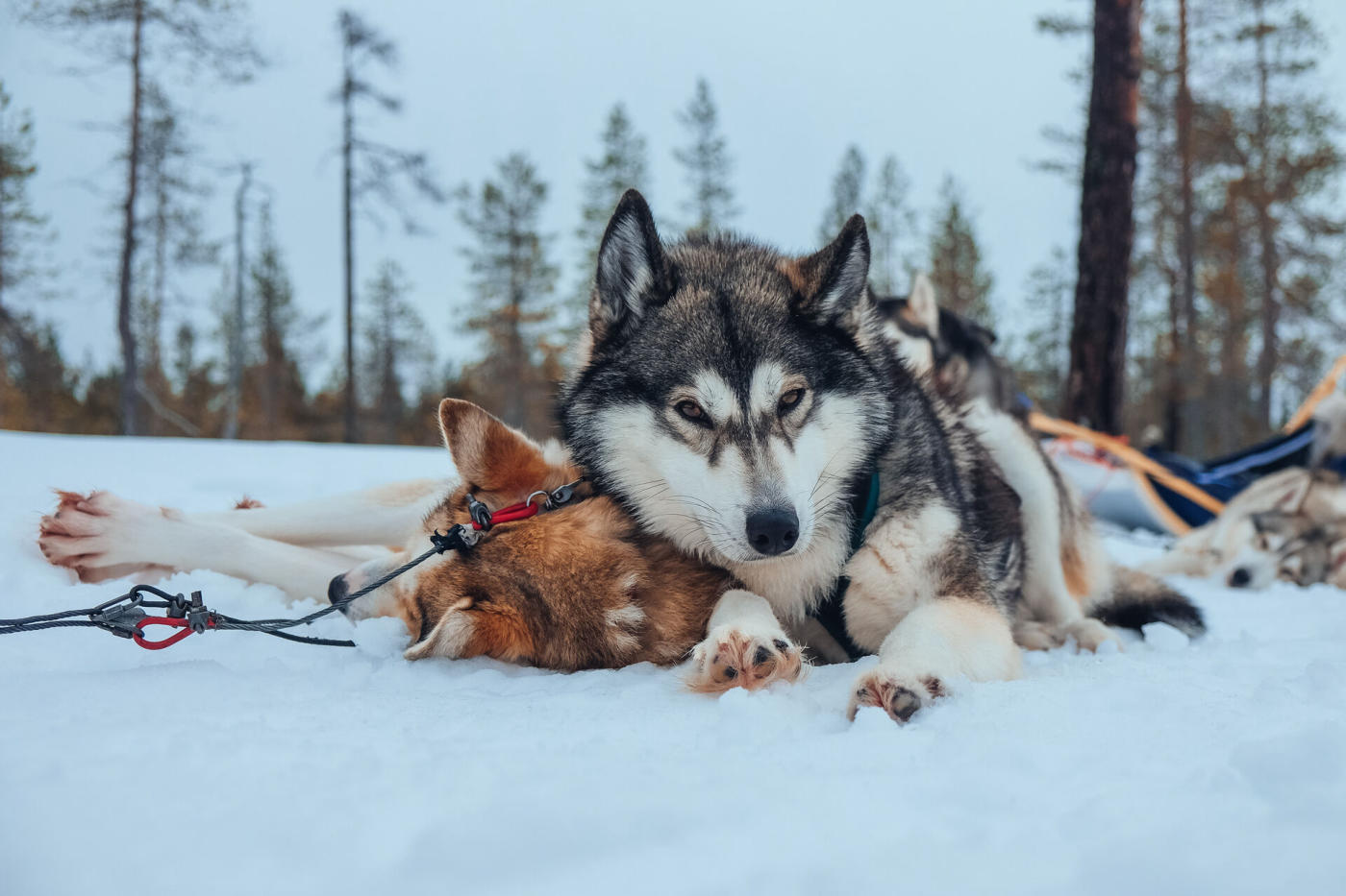 Rovaniemi and Tornio — photo 6