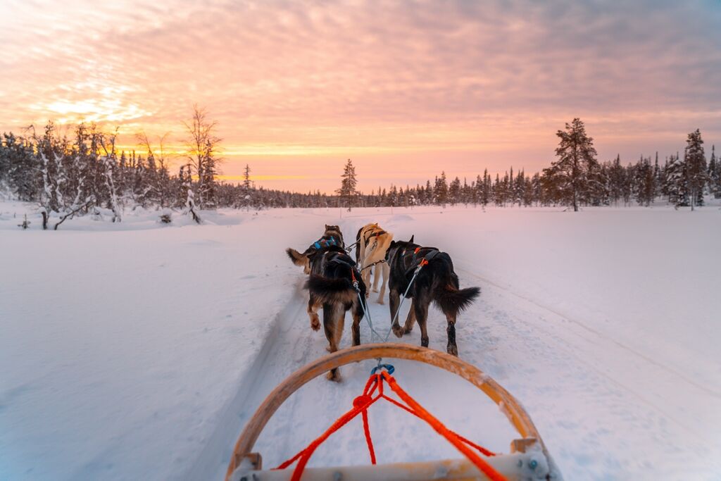 Laponie en multi-activités : Rovaniemi ou Suomu, rennes, chiens et motoneige