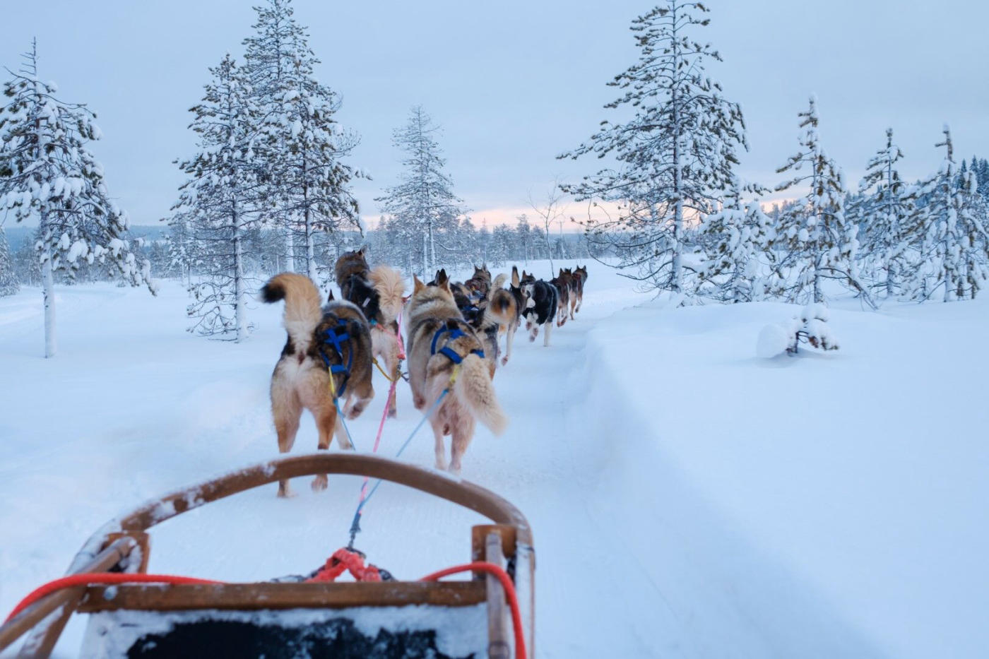 Sled dogs