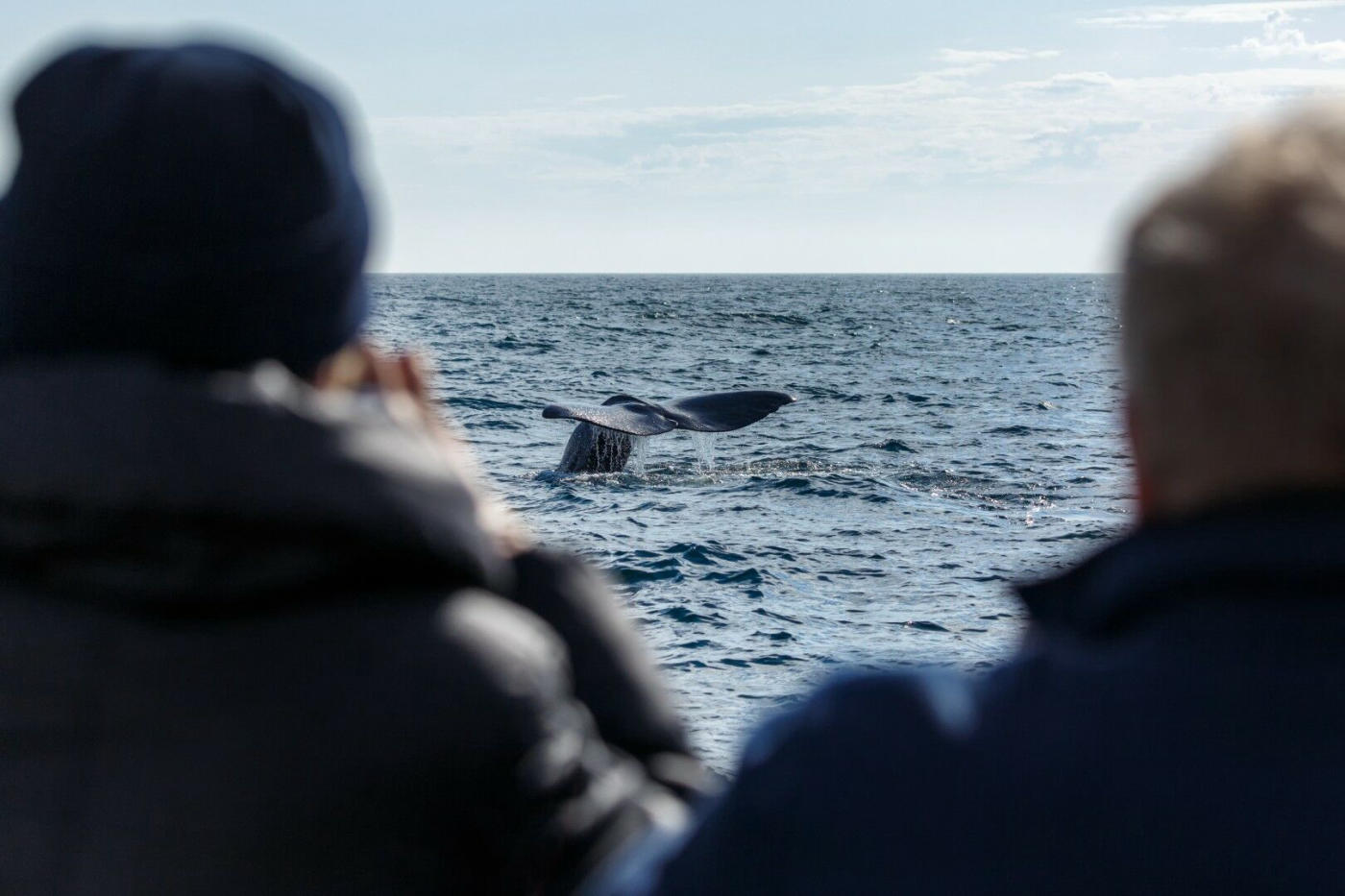 Whale safari