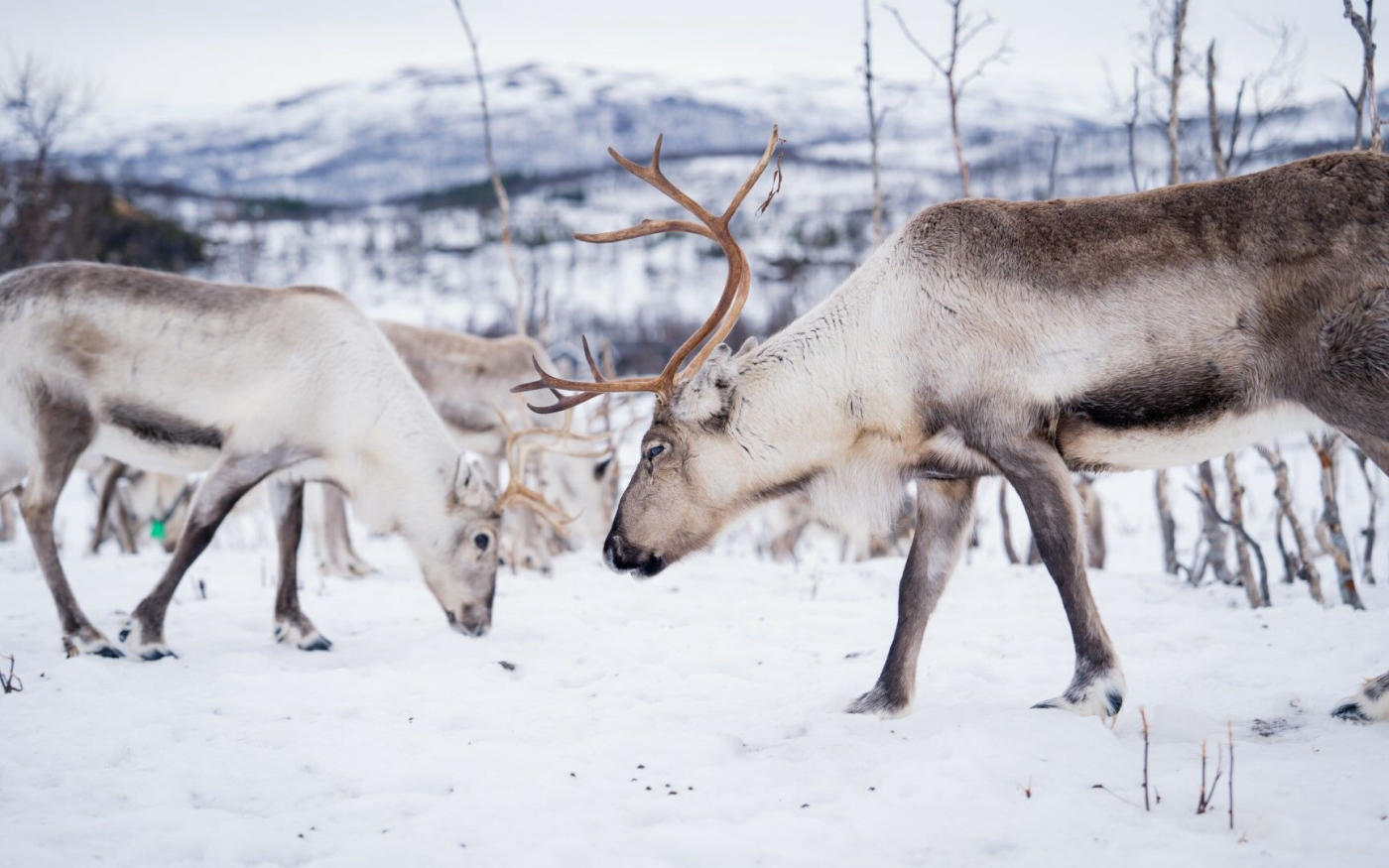 Sami – Evenes – Oslo