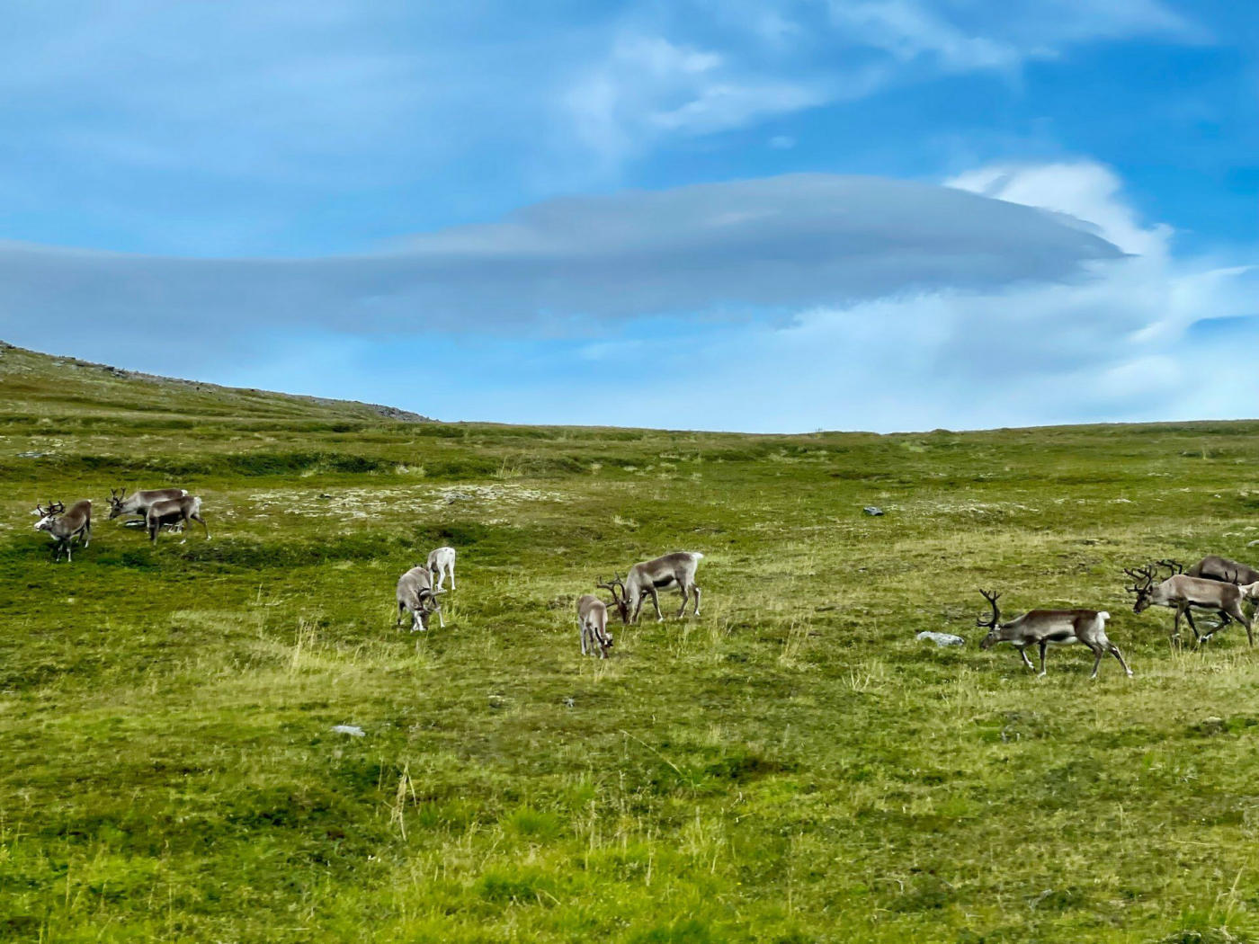 Laponie – cap Nord