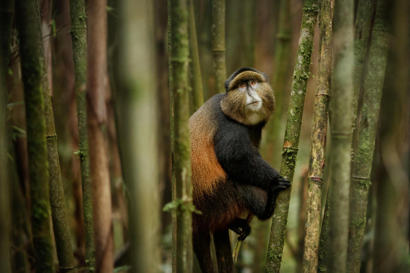 The golden monkeys and Iby'Iwacu – Kigali