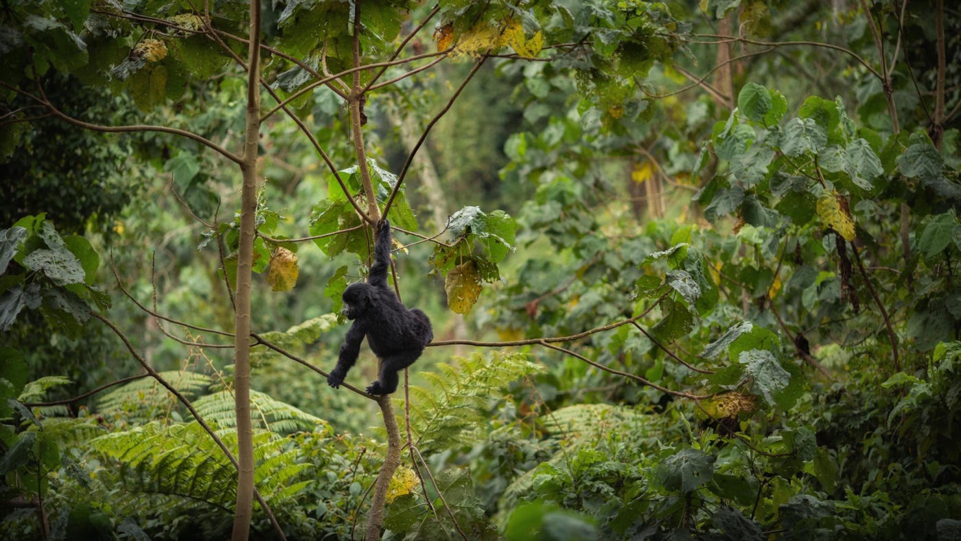 The King's Palace – Nyungwe forest