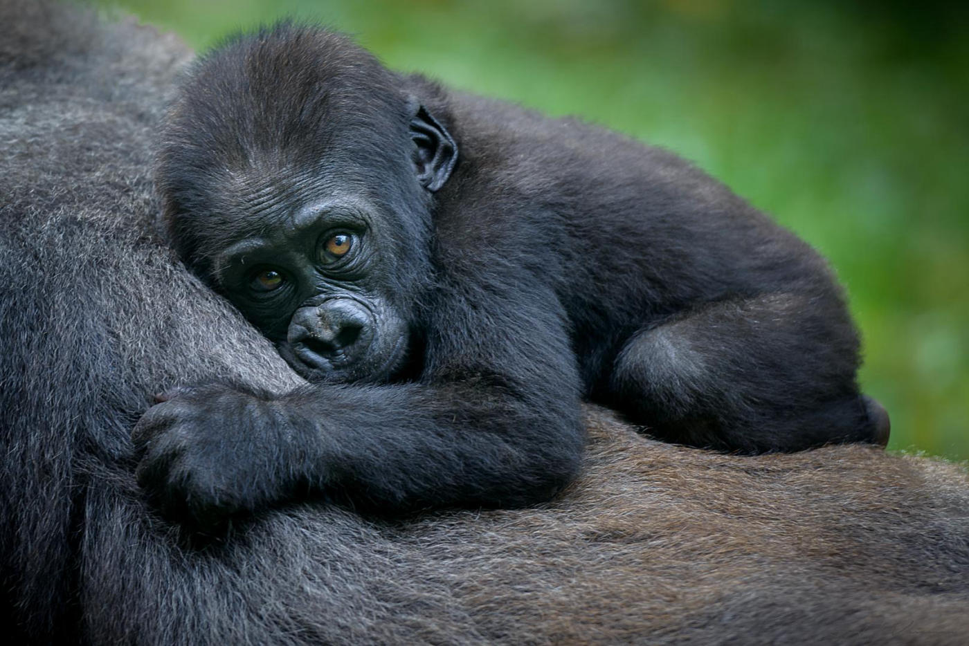 Rwanda: Gorillas, Chimpanzees, Akagera and Lake Kivu