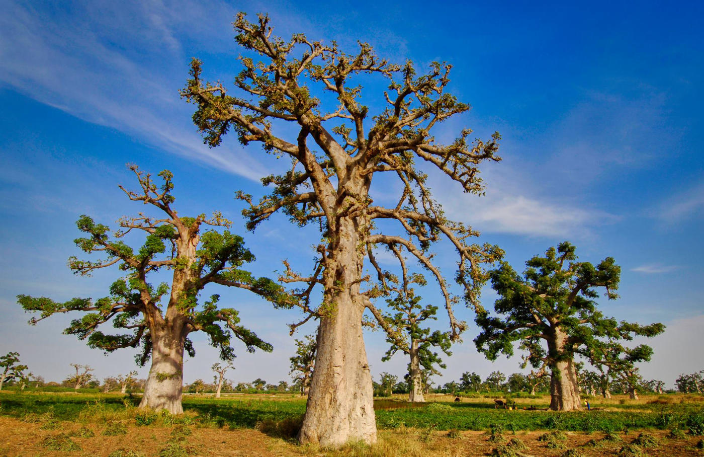 El vivero de Lompoul – Toubacouta