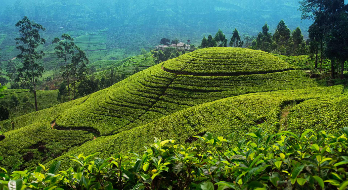 Tea country
