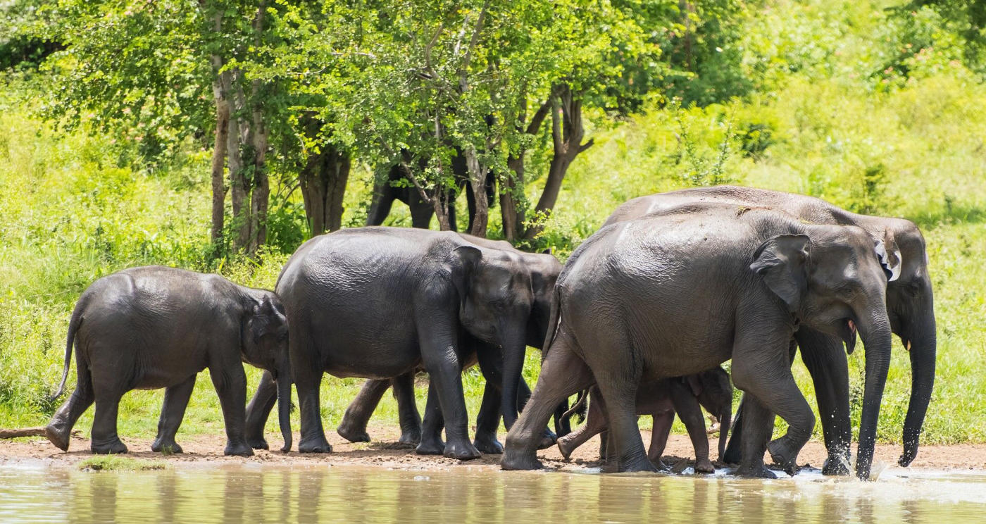 Ella – safari à Udawalawe