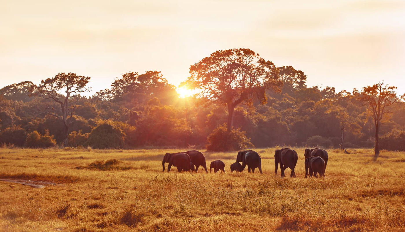 Buduruwagala – safari en Yala