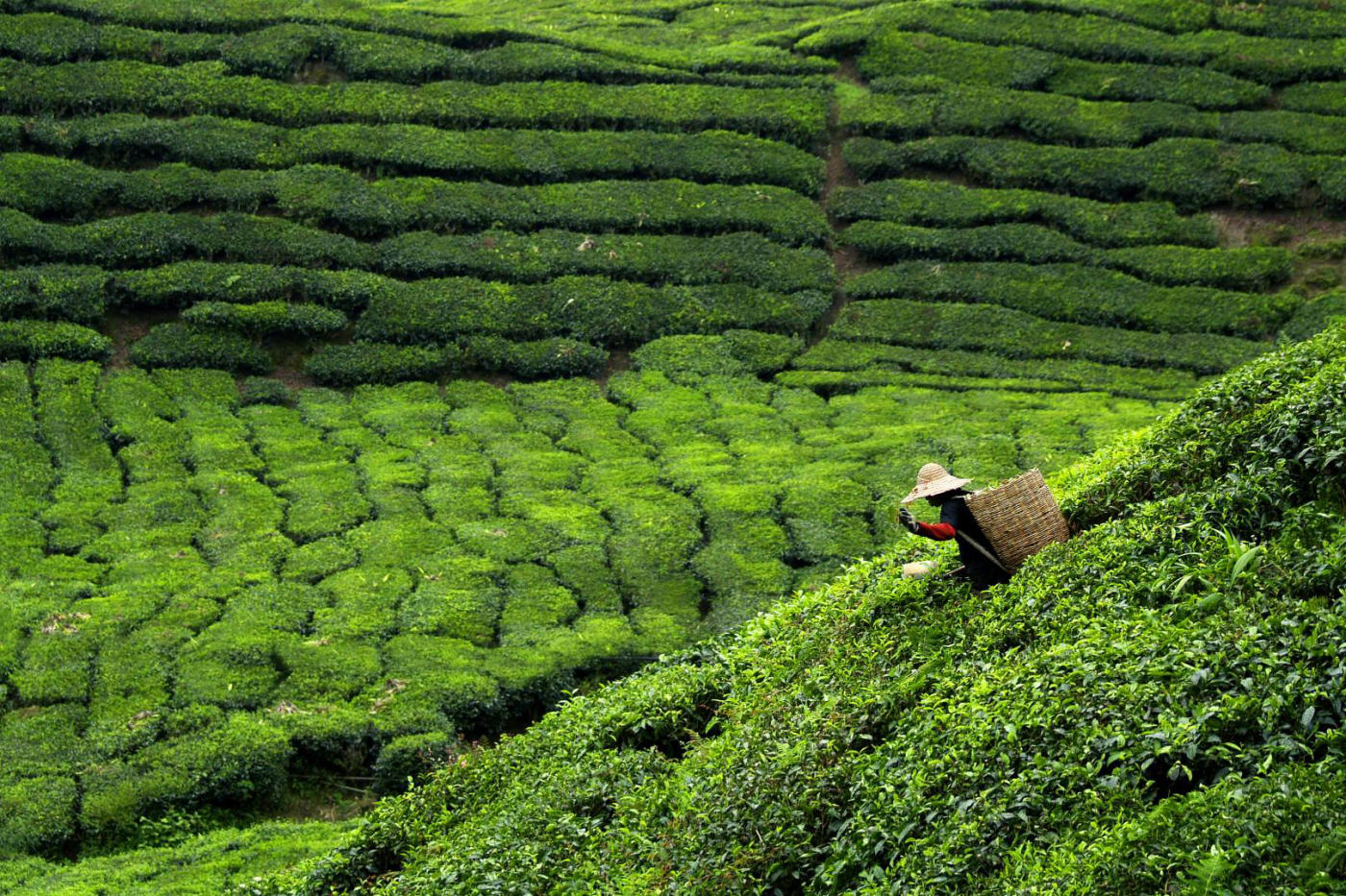 Peradeniya y la ruta del té – Haputale