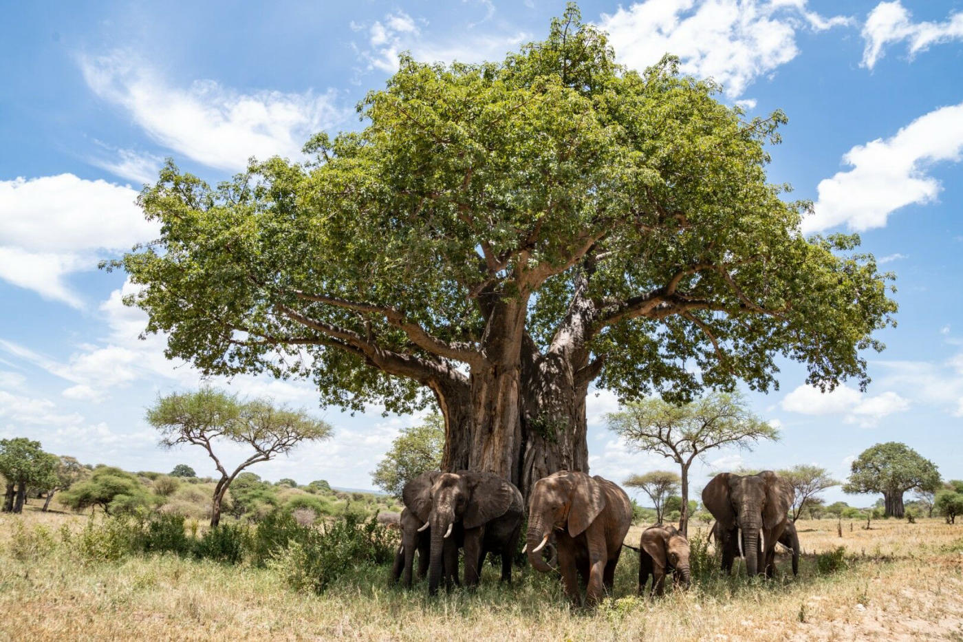 Tarangire – Arusha – vuelo de regreso