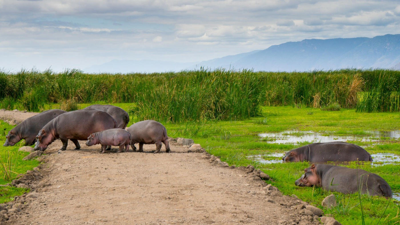 Le parc national du lac Manyara – Karatu