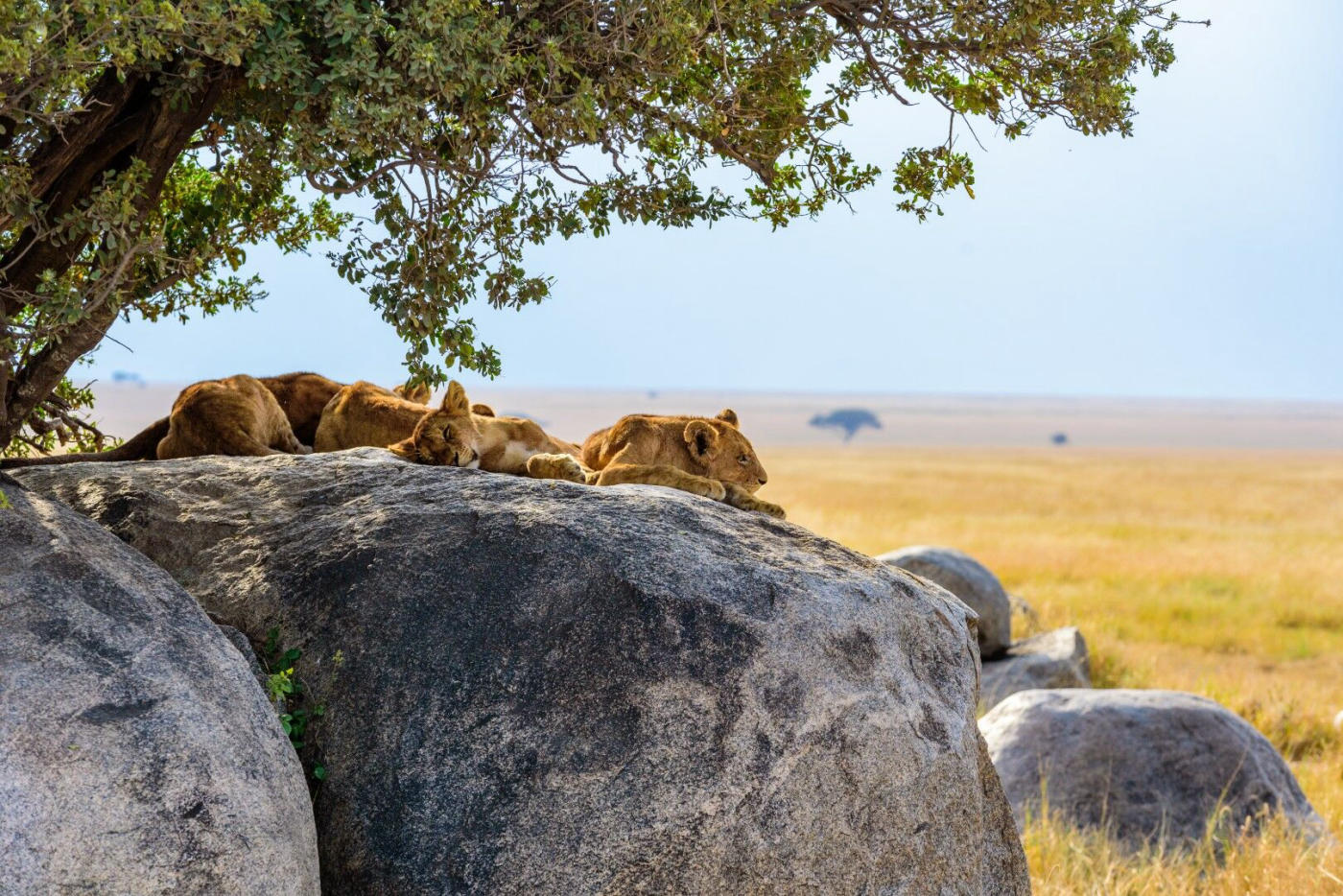 Le parc national du Serengeti