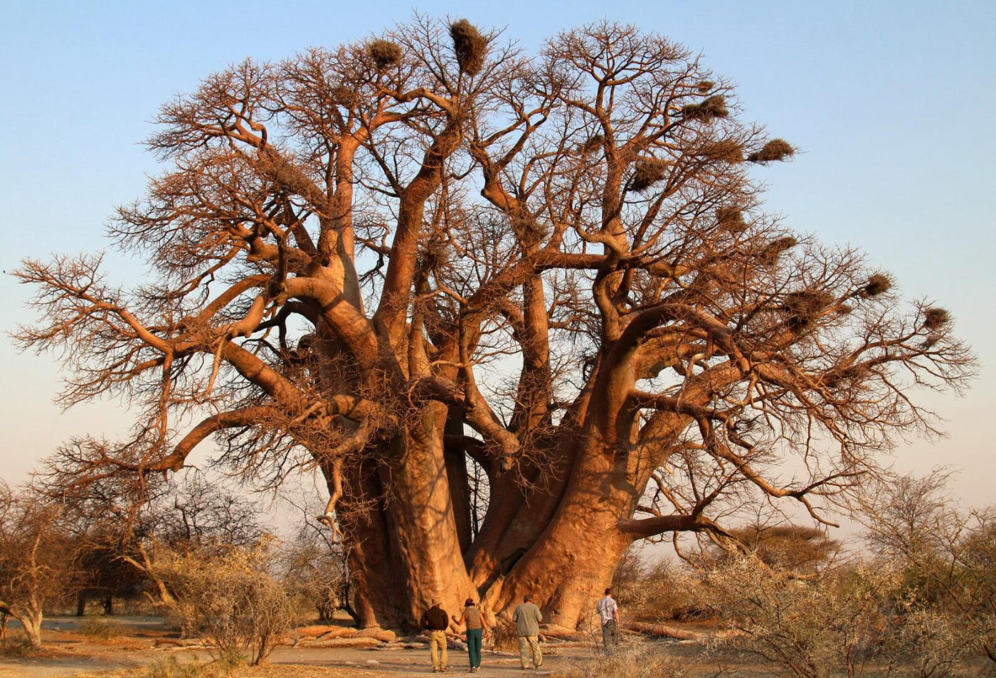 Tarangire — photo 3