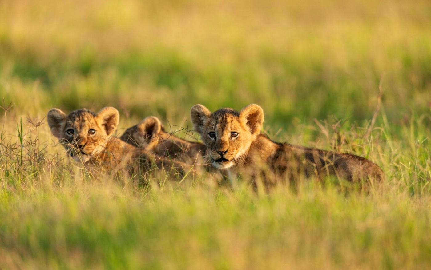 Tanzania: lo esencial de los parques del norte en una semana