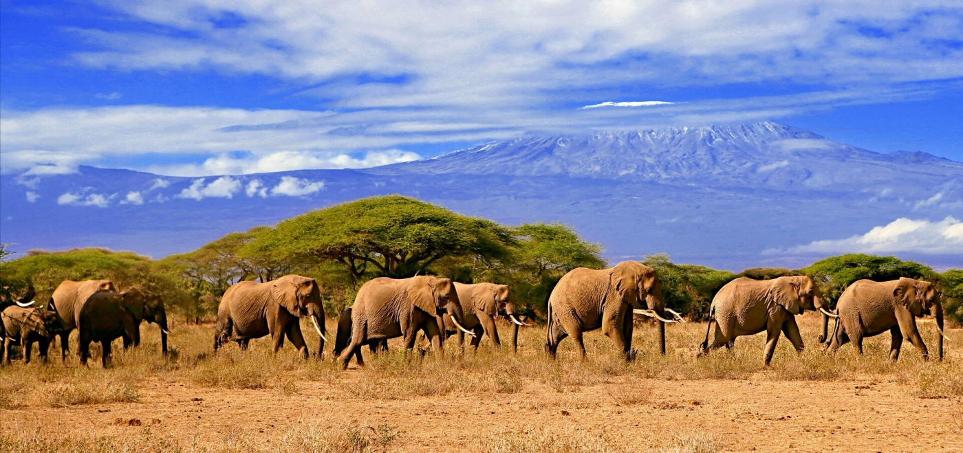 Tanzania: safari en 4x4 privado y playas de Zanzíbar