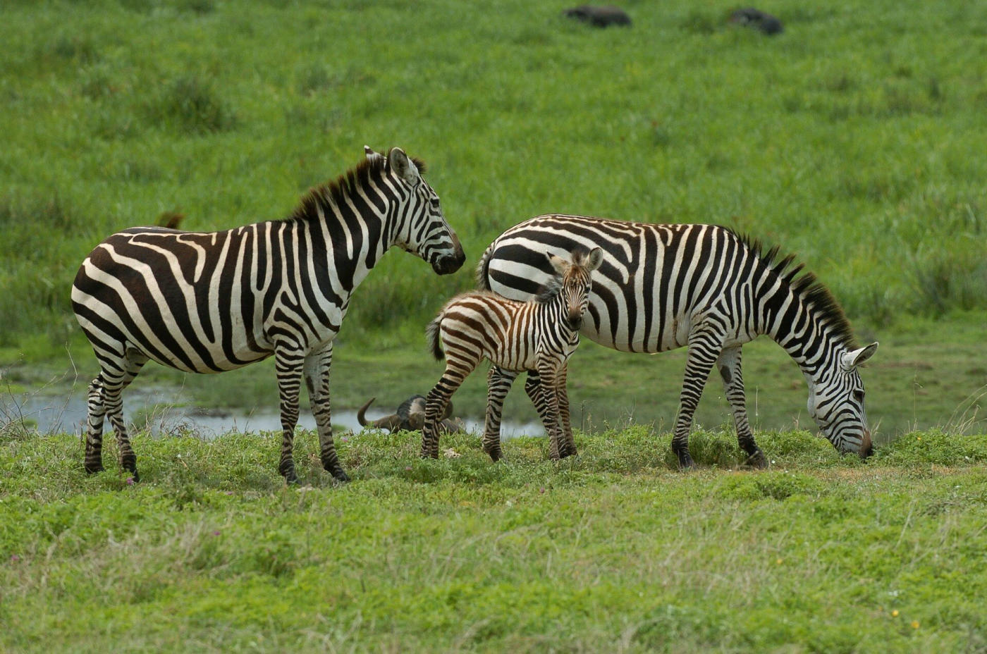 Arusha y el Ngorongoro — photo 4