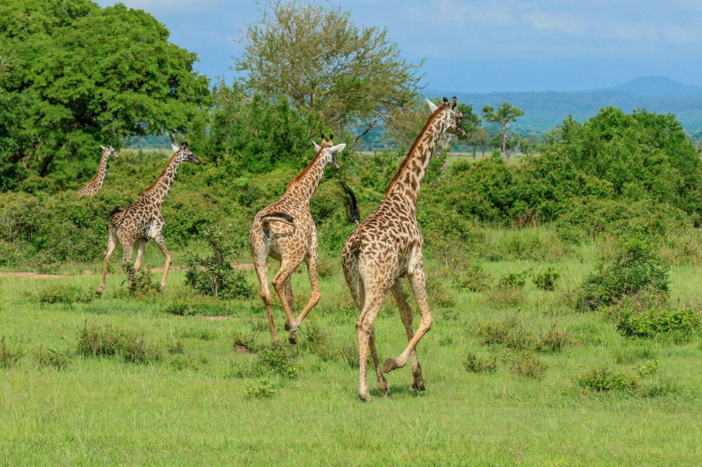 Tanzania: safari en Saadani y playa en Zanzíbar