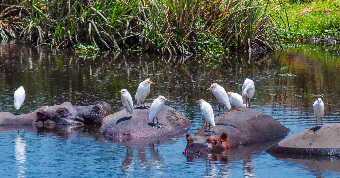 Arusha et le lac Manyara — photo 2