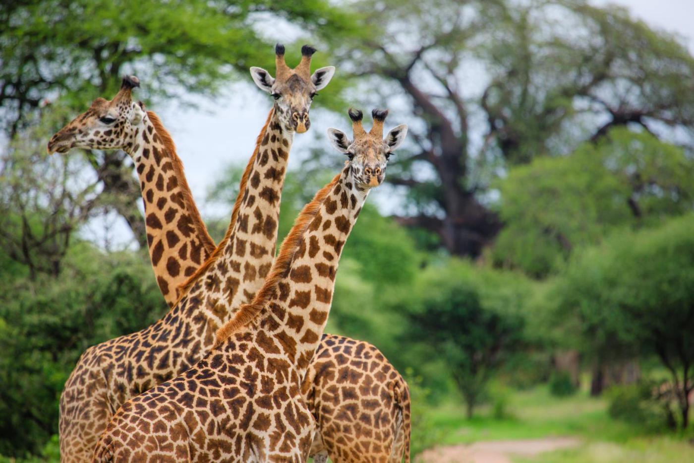 Arusha et le lac Manyara — photo 4