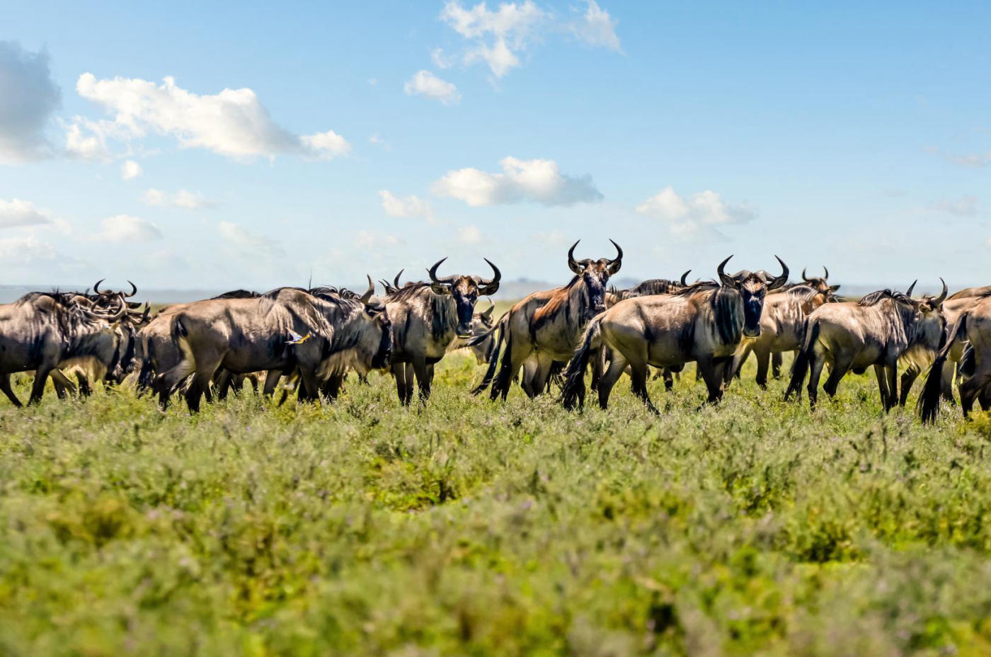 El parque nacional del Serengeti – Grumeti