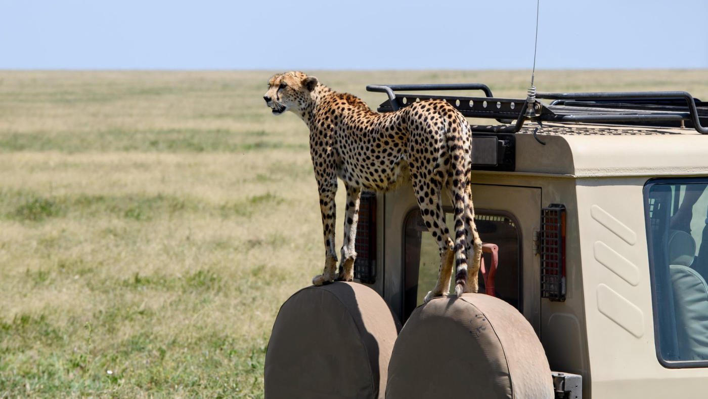 El Serengeti y Grumeti — photo 5