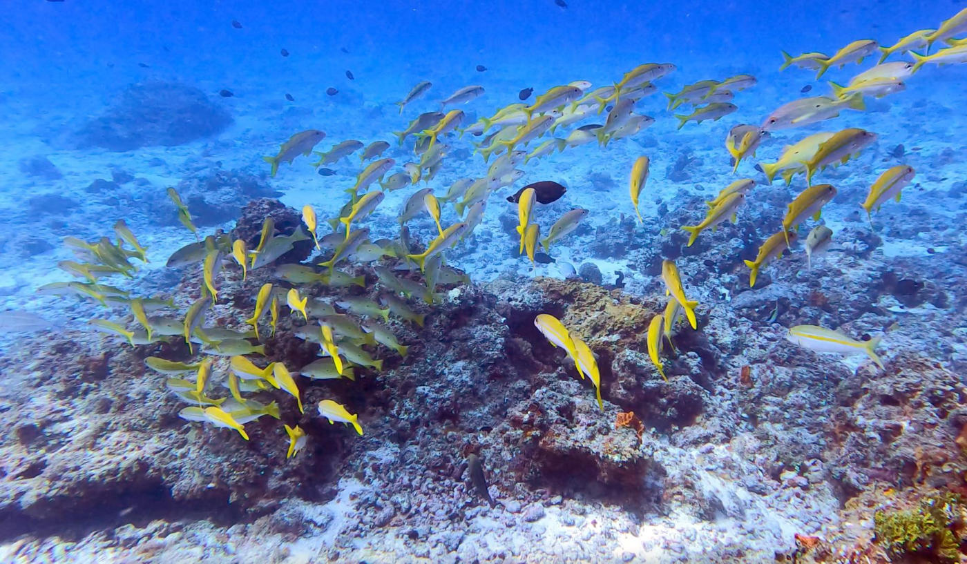 L'atoll de Mnemba