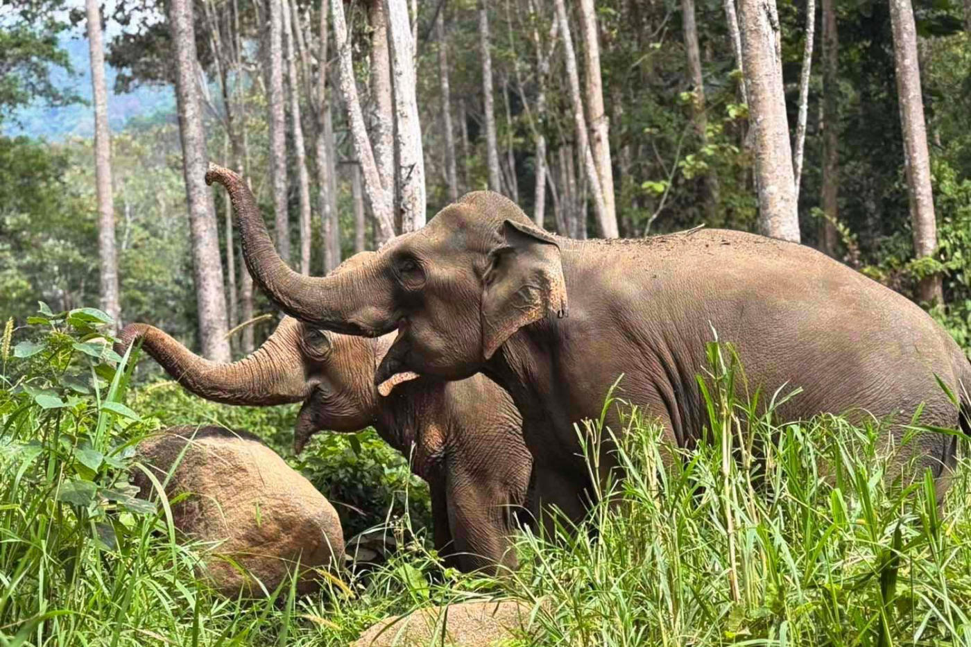Éléphants, orchidées et train de nuit