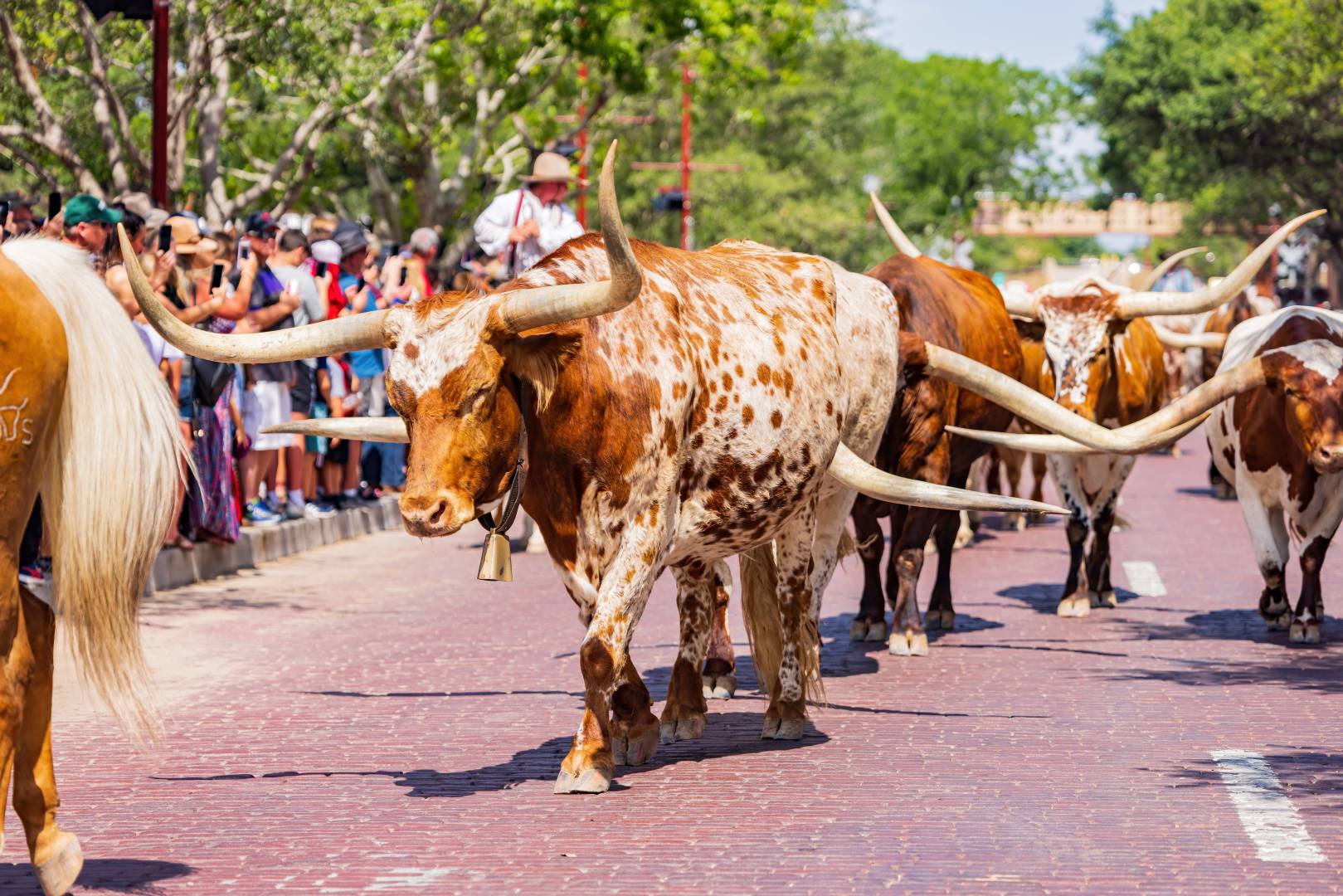 L'âme du Sud : du Far West texan aux bayous, jusqu'à Atlanta