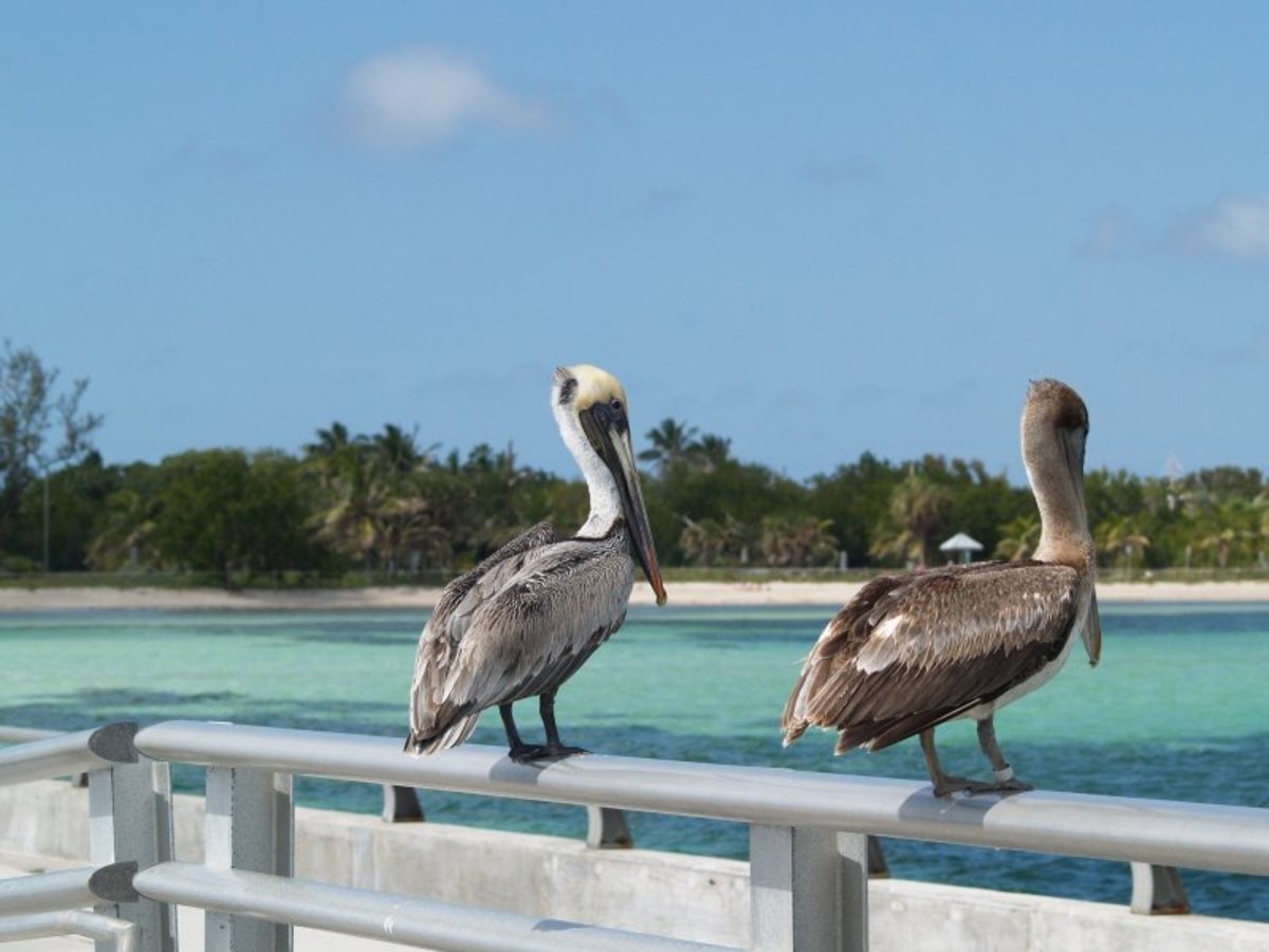 Los Cayos y los Everglades — photo 3