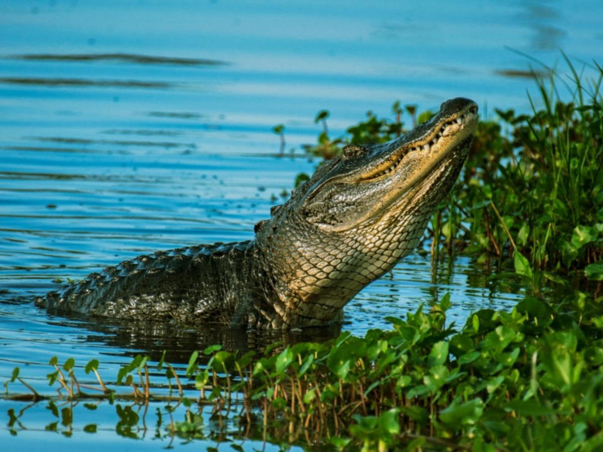 Key West – Everglades – Fort Myers