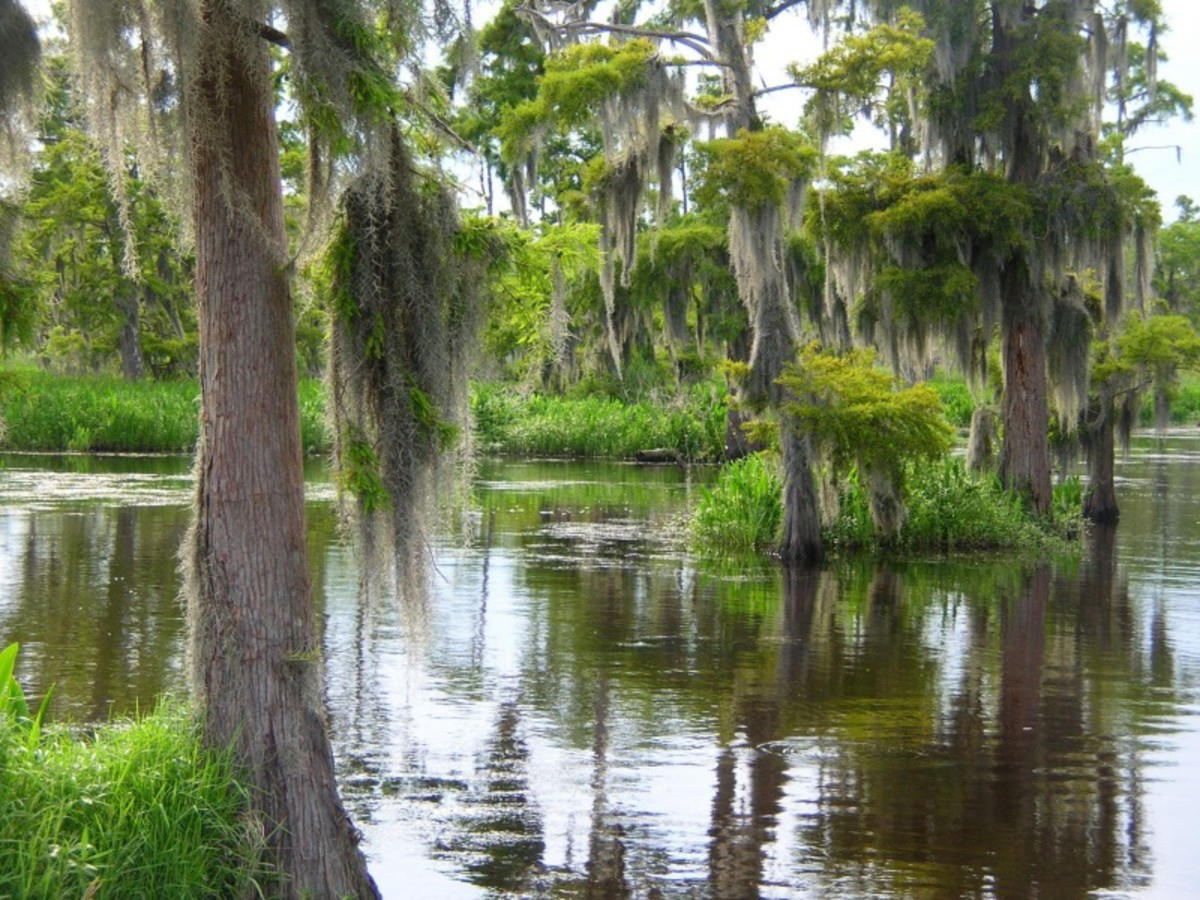 Discovering Louisiana: Plantations, Cajun Country, Bayous and New Orleans