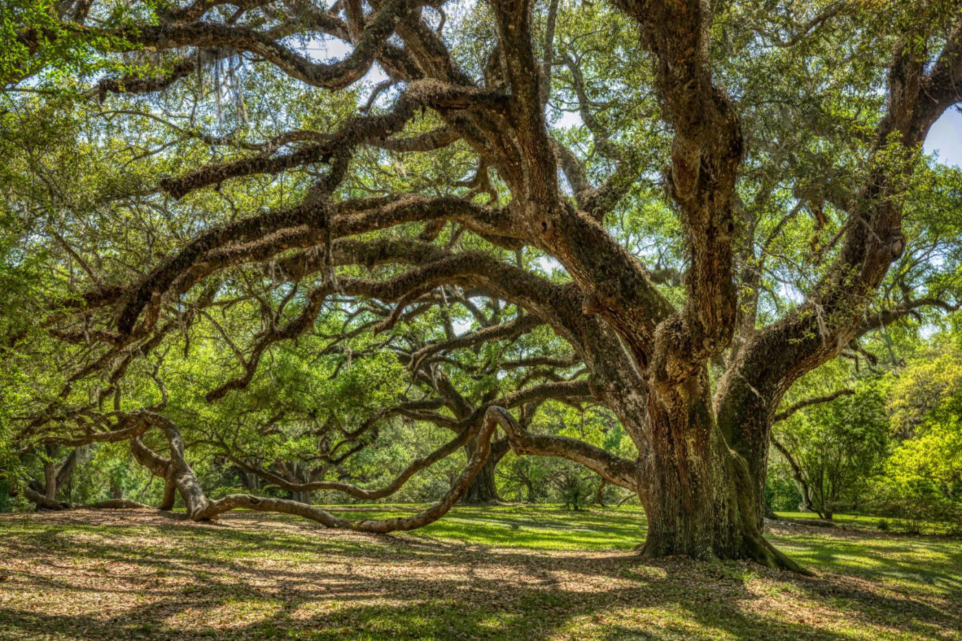 Pays cajun – Houmas House