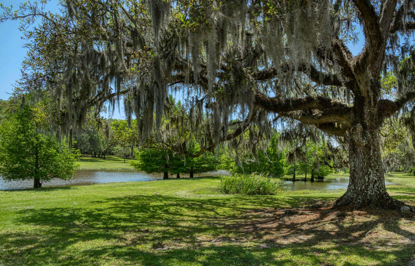 The bayous, Oak Alley – New Orleans