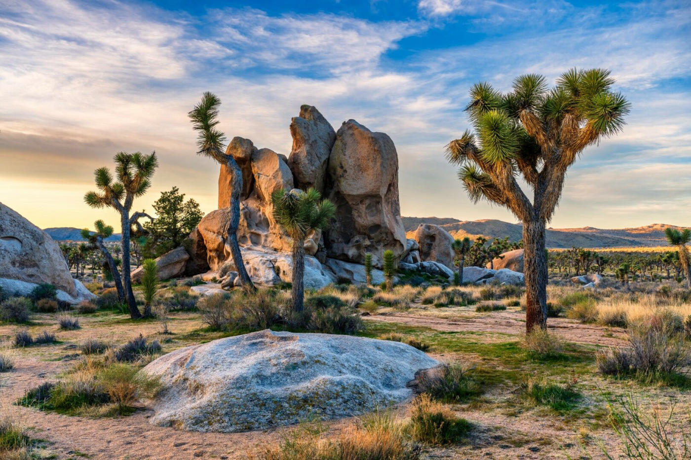 Los Angeles – Joshua Tree