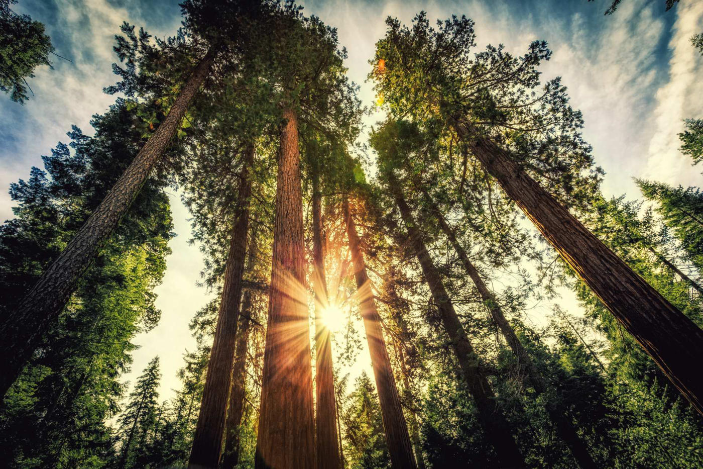 Giant sequoias – Bakersfield