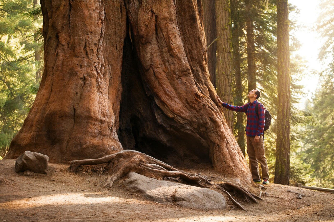 Sequoia – Bakersfield