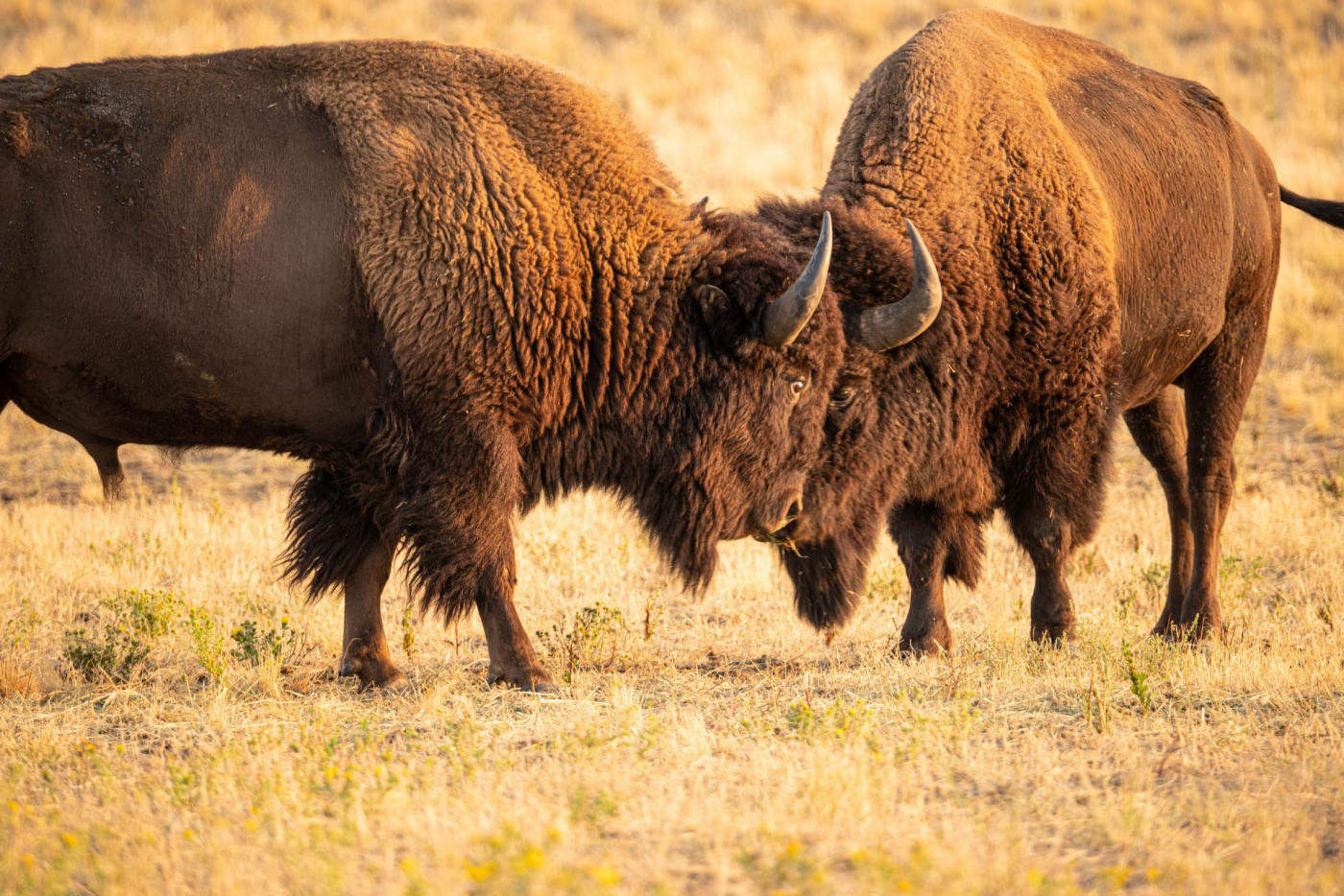 Cody – Yellowstone